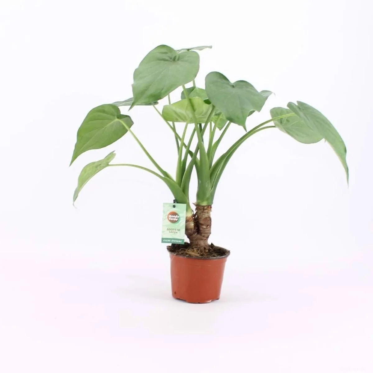 Alocasia Cucullata