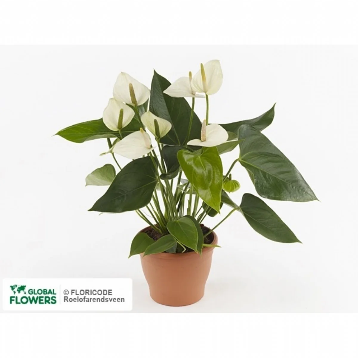 Anthurium A Arisa White
