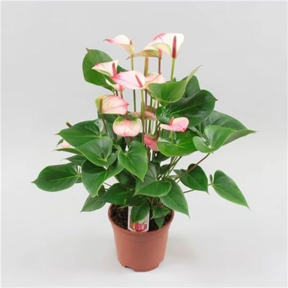 Anthurium An Pr Am Elega