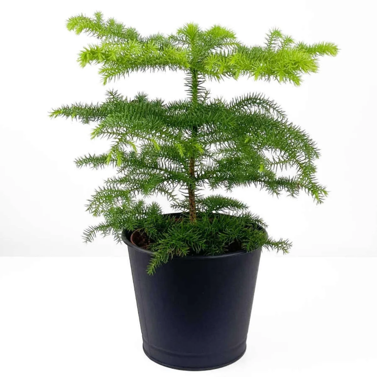Araucaria Heterophyl