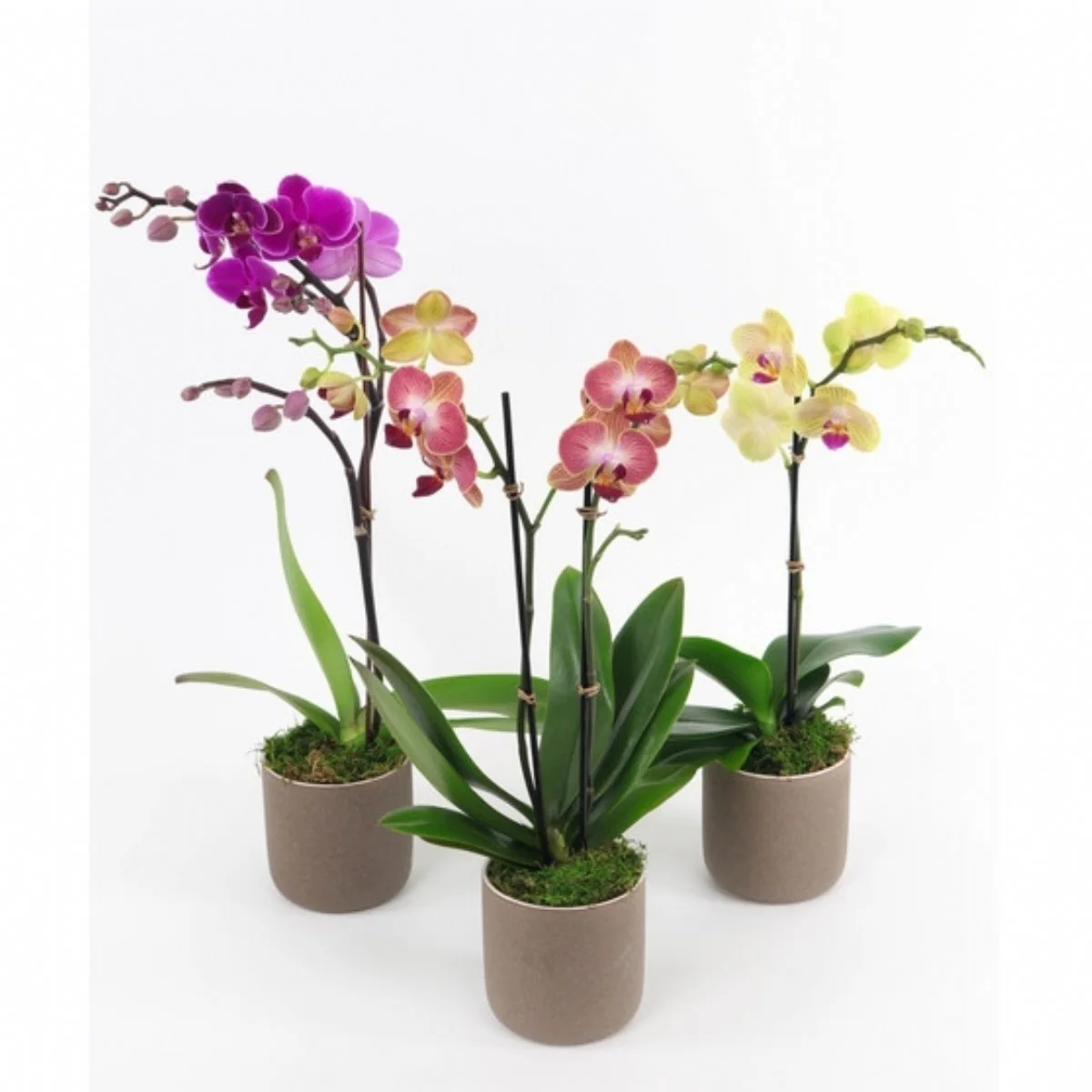 Arr Phalaenopsis