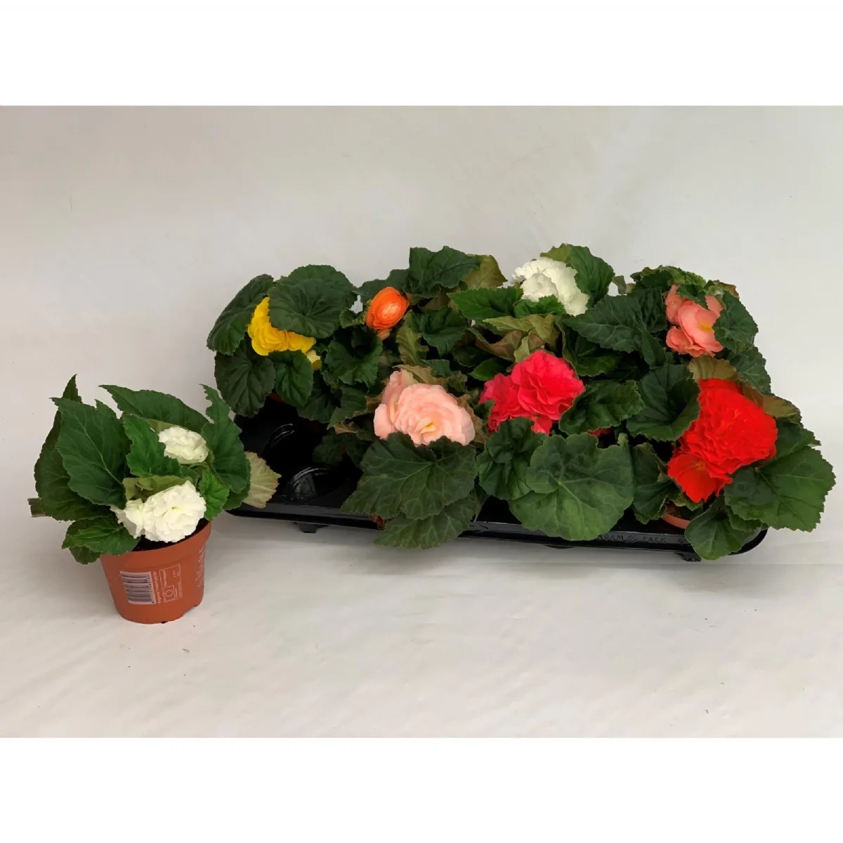 Begonia Renkli Tu Ov