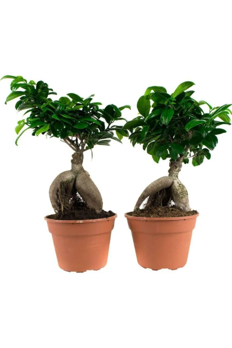 Bonsai Ev Bitkisi Ofis Bitkisi