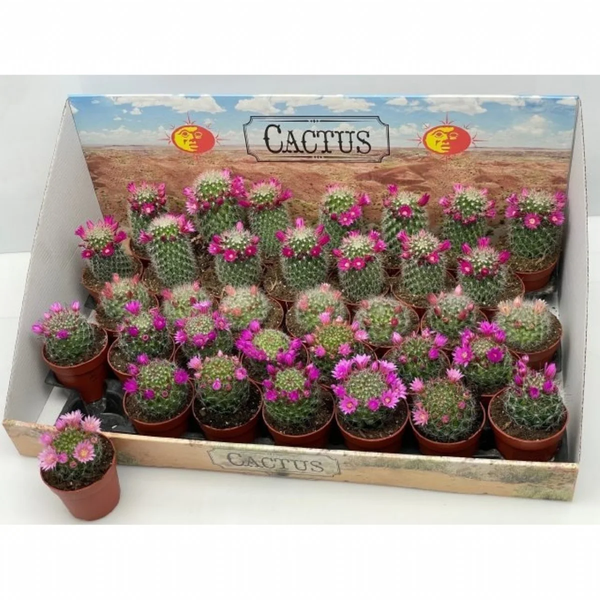 Cactus Bloeiend Gem Çiçekli Kaktüs