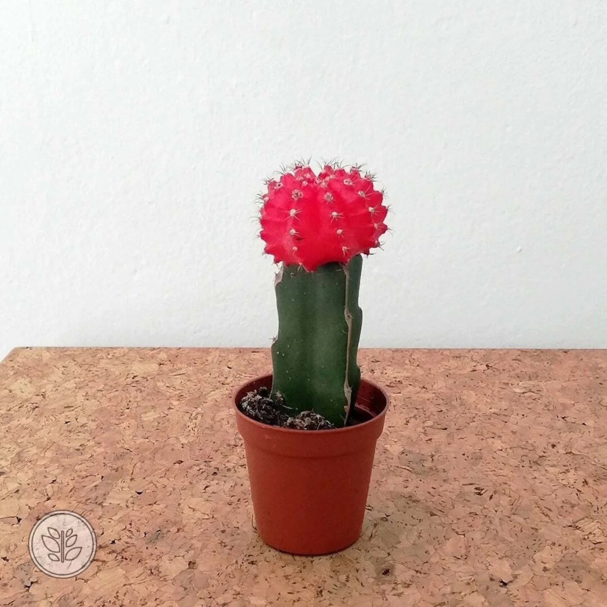 Cactus Gem