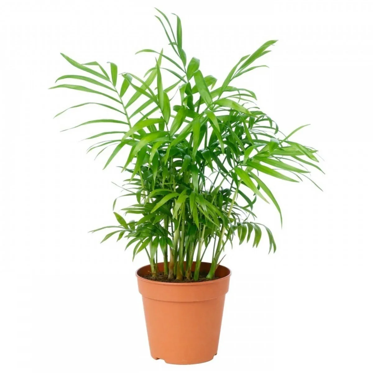 Chamaed Elegans Palmiye