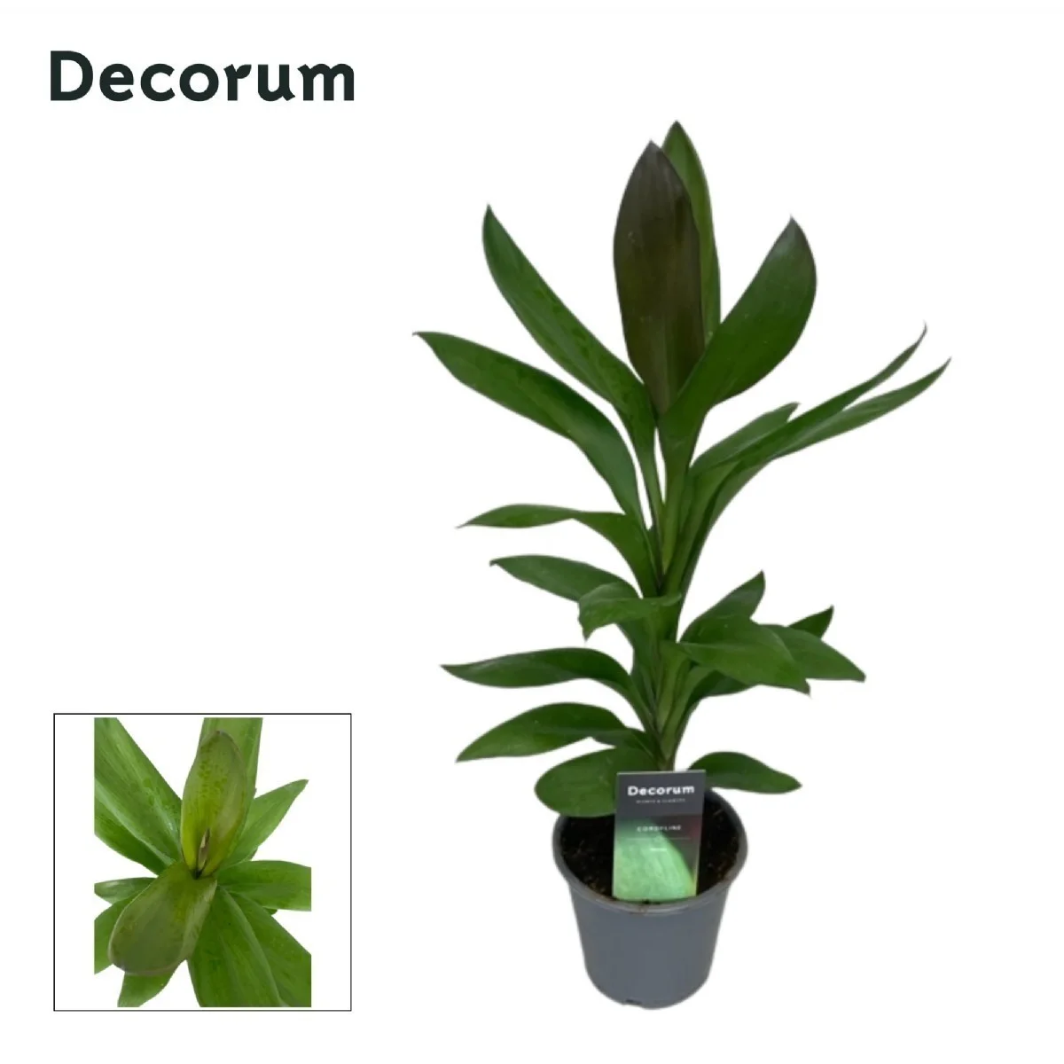 Cord Glauca