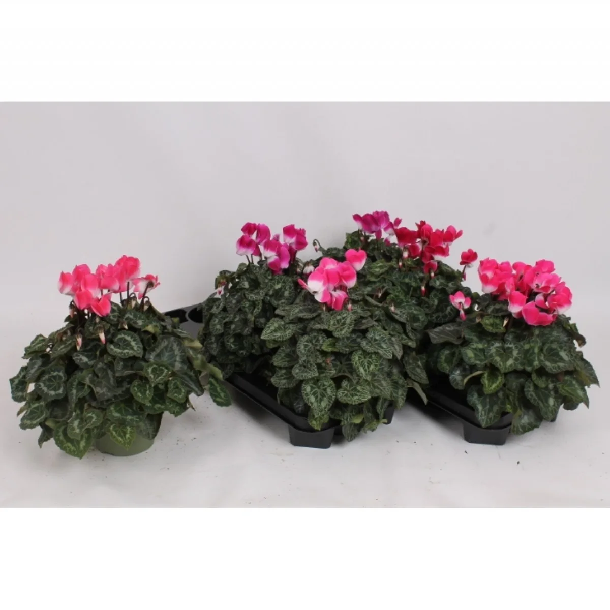 Cyclamen Md Indiaka