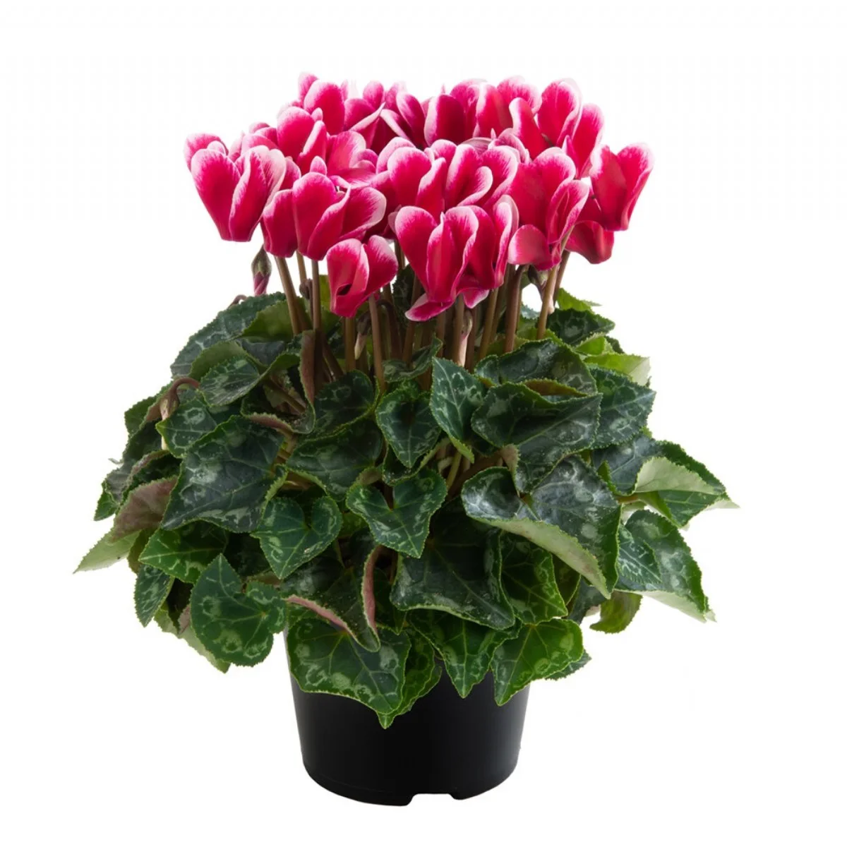 Cyclamen Md Sup Al Fuji