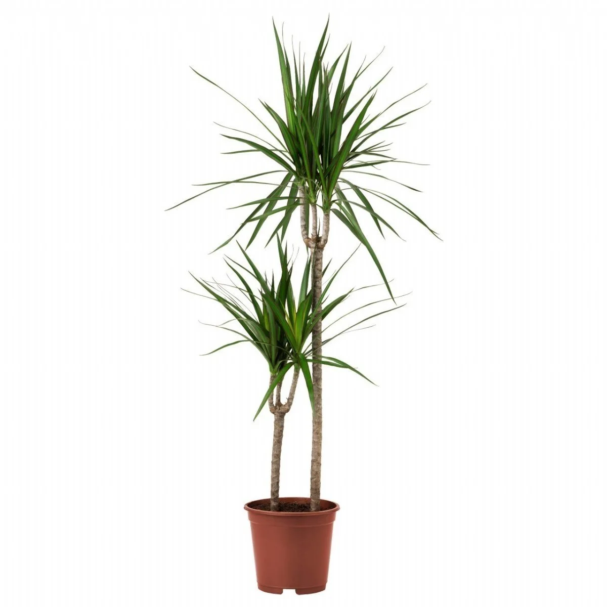 Dra Marginata