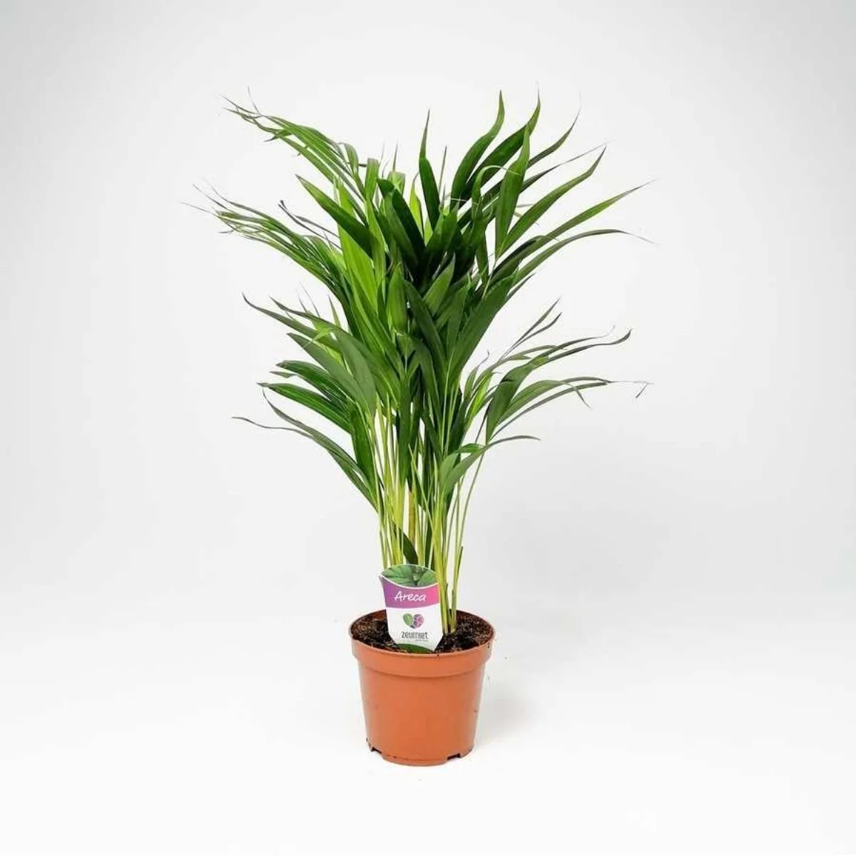 Dypsis Lutescens Areka