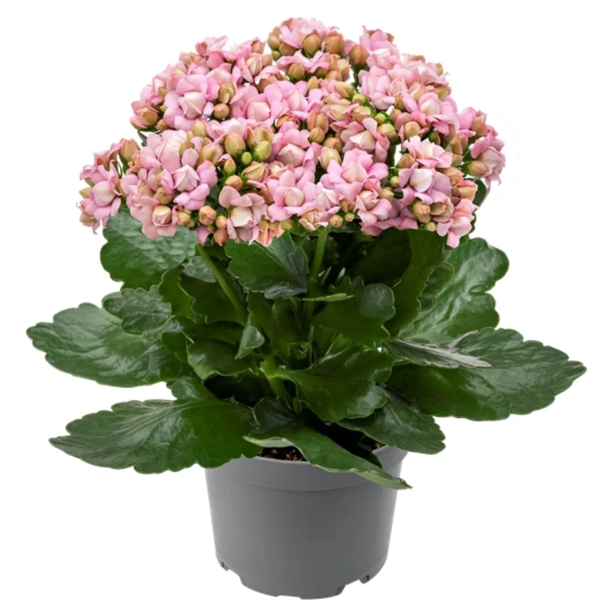 Kalanchoe Ge Mf Lillian