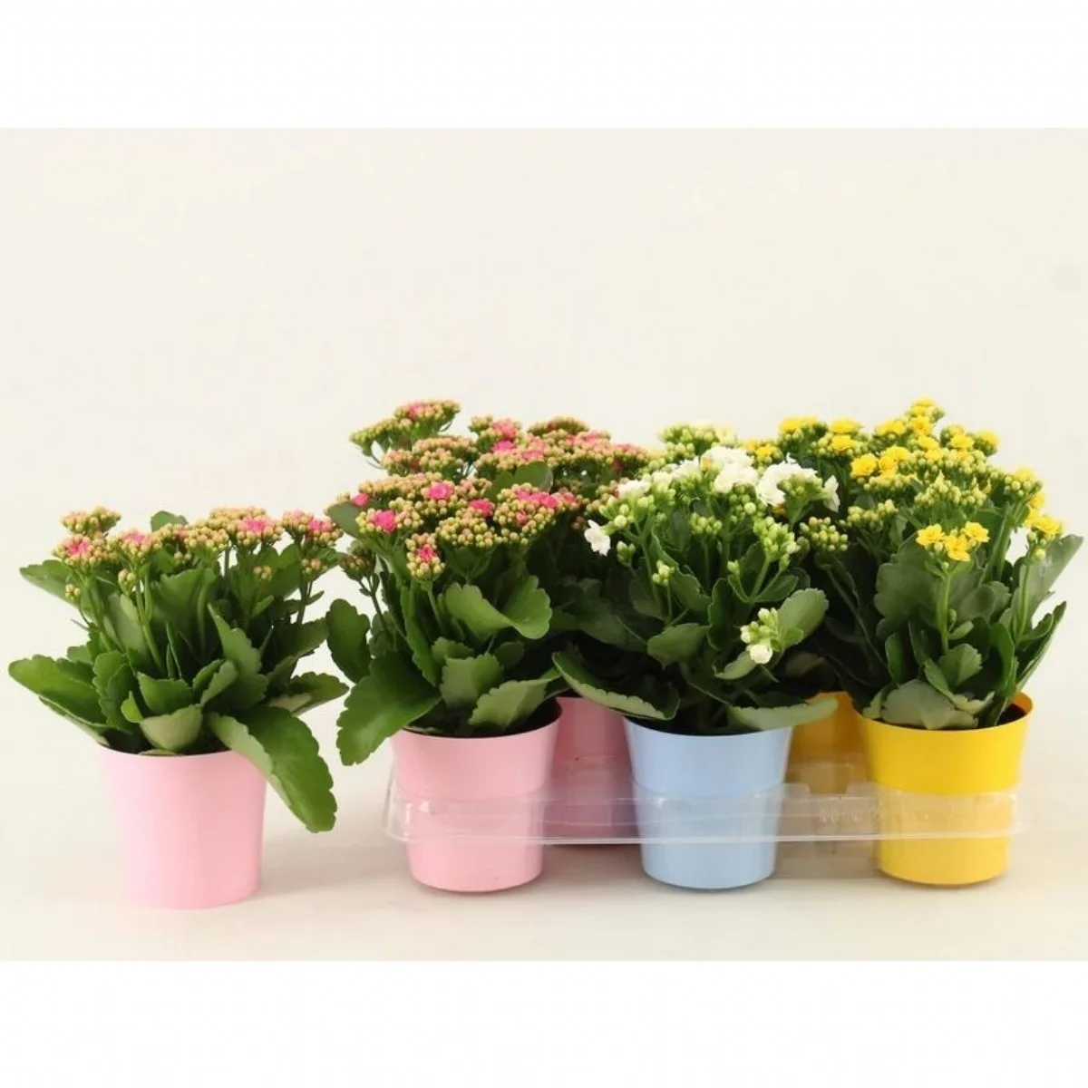 Kalanchoe İthal