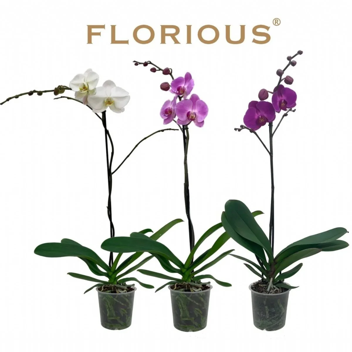 Phalaenopsis Gem Orkide Jumbo