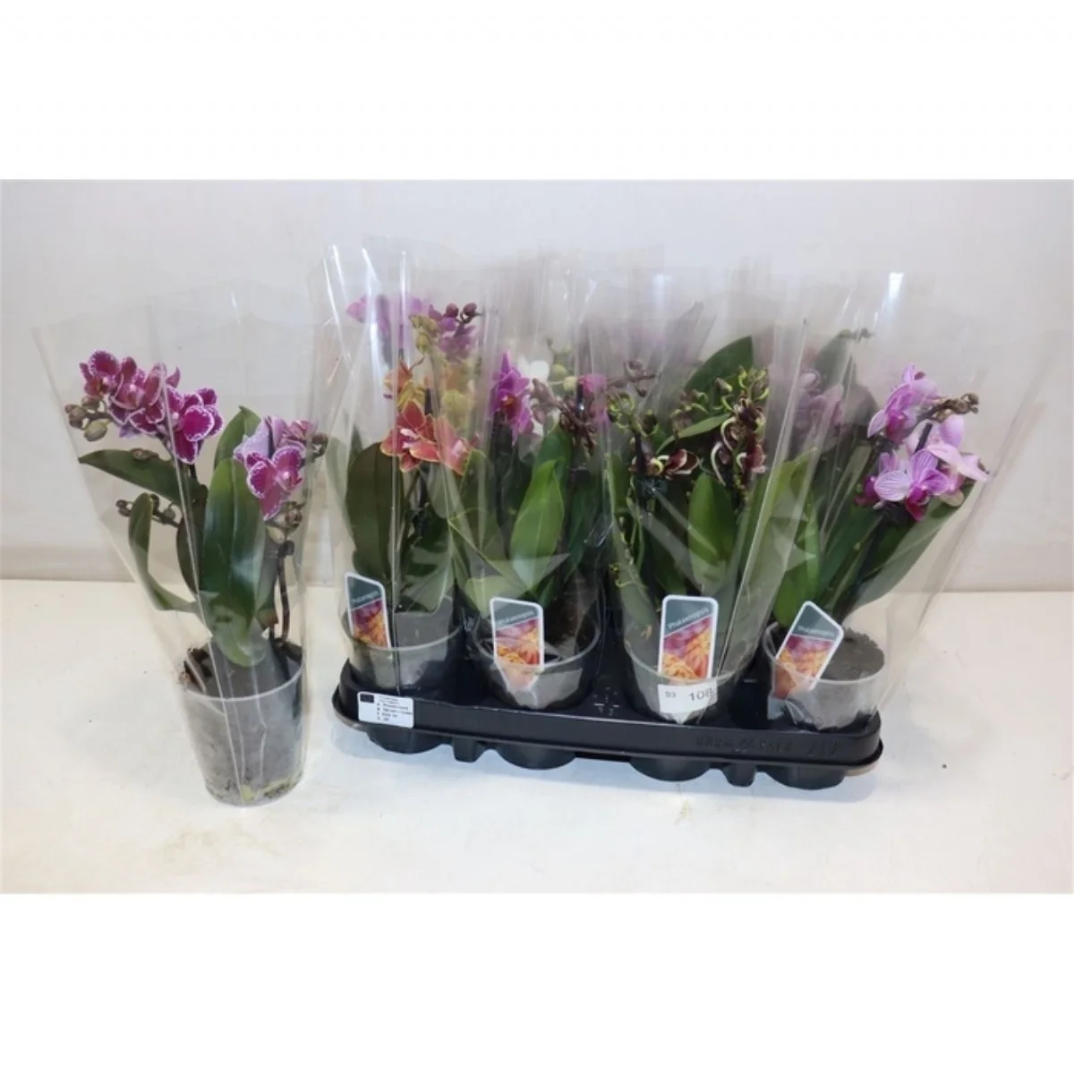 Phalaenopsis Mf Gem 4 Kl