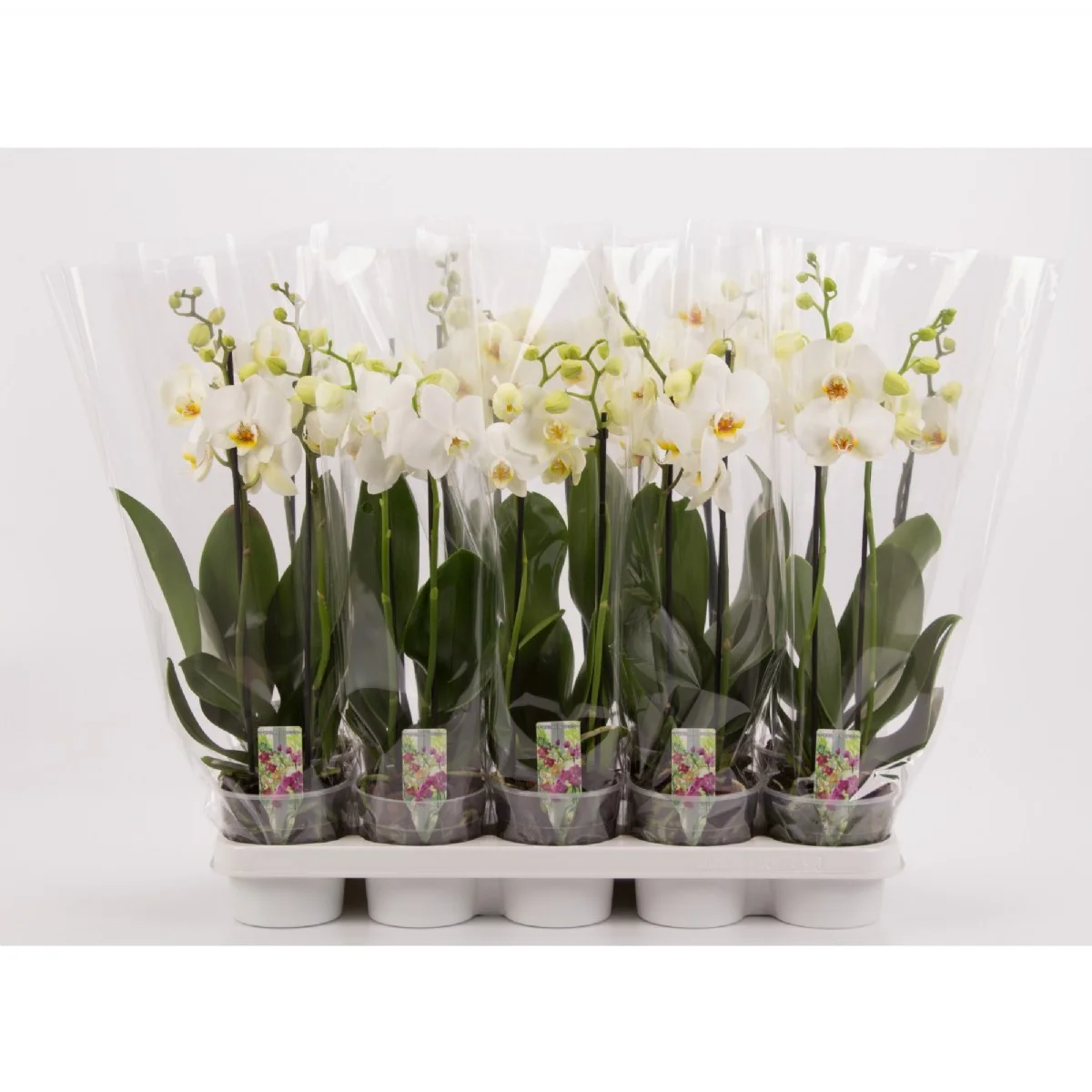 Phalaenopsis Ov Wit - Beyaz Orkide