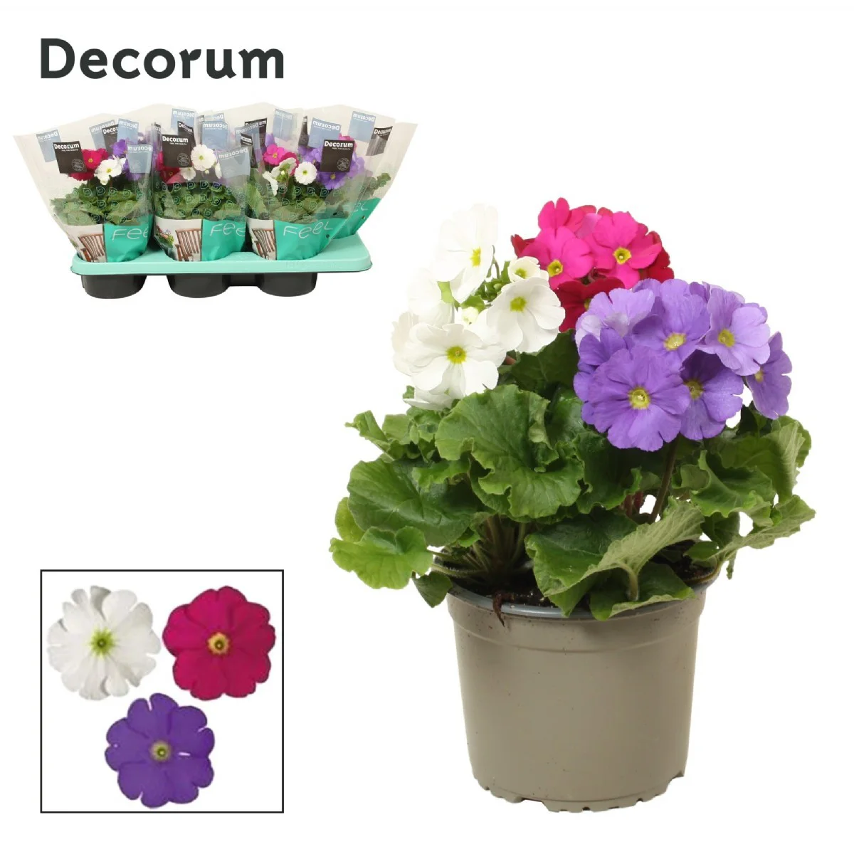 Primula Ob Tm Gem