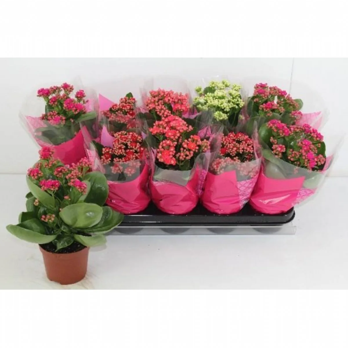 Renkli Kalanchoe (Kalanşo)