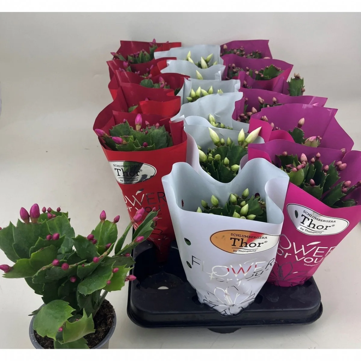 Schlumbergera Gem 3 Kl