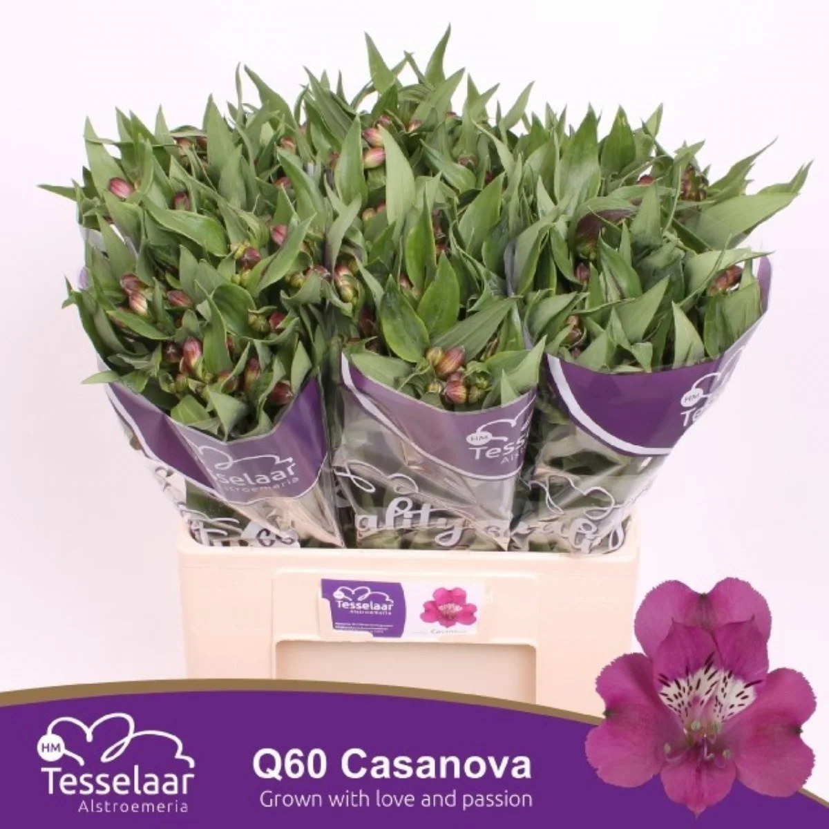 Alstr Casanova