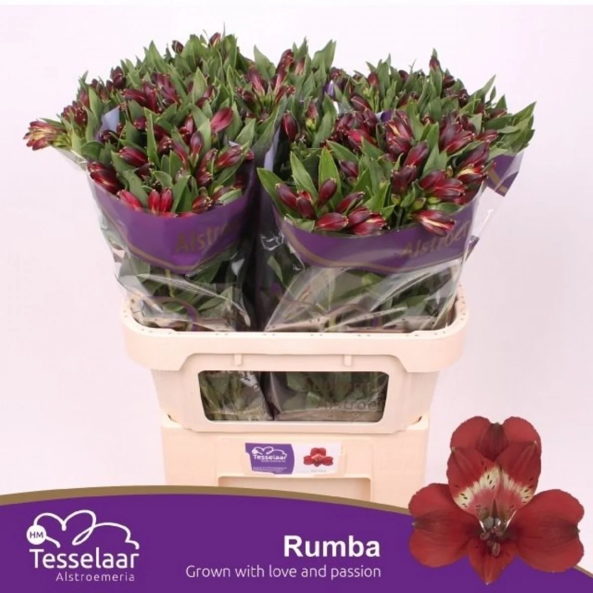 Alstr Rumba