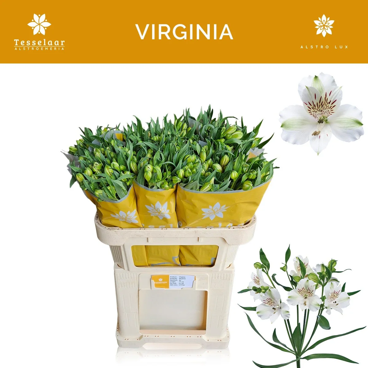 Alstroemeria 'Virginia'