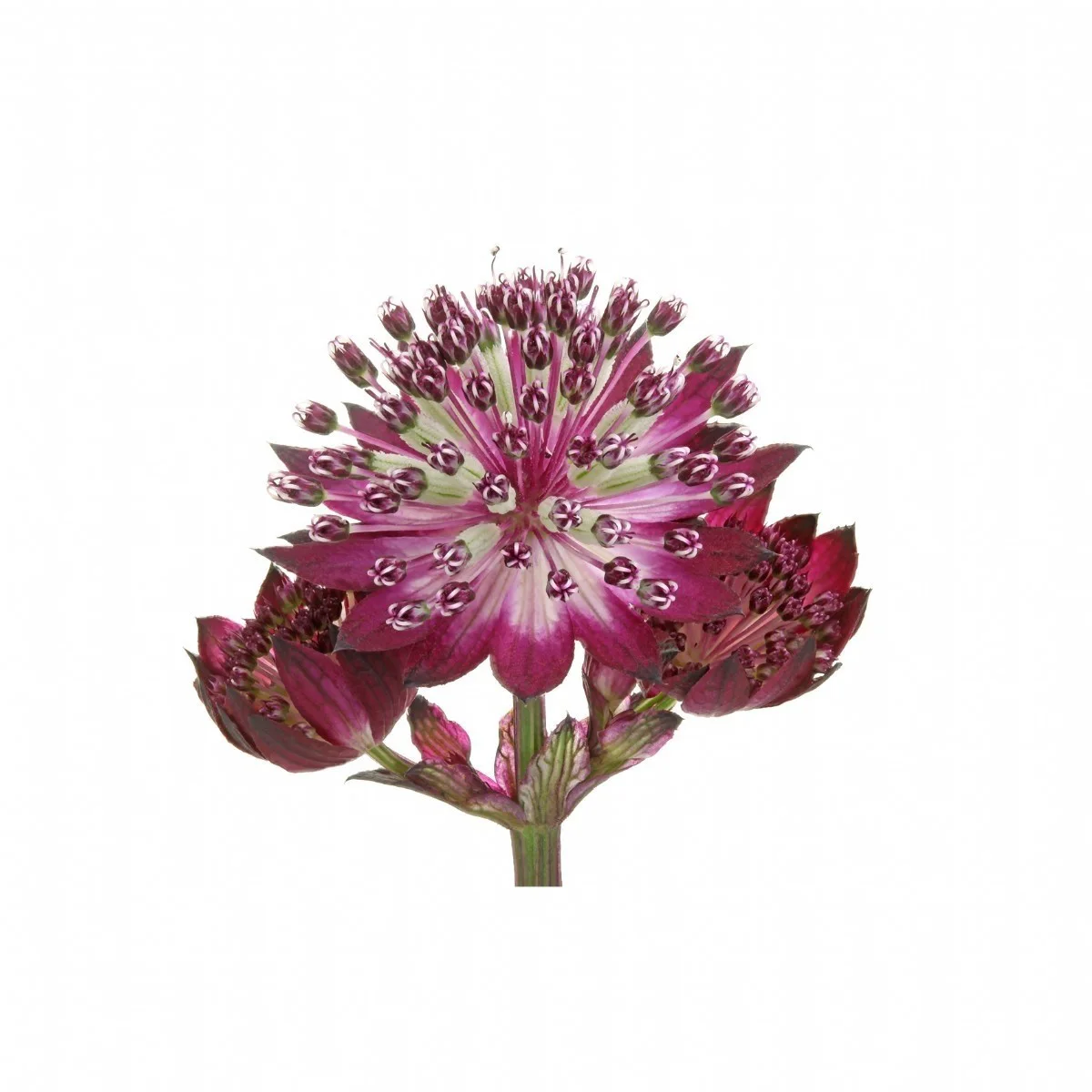 Astrantia Star Of Love