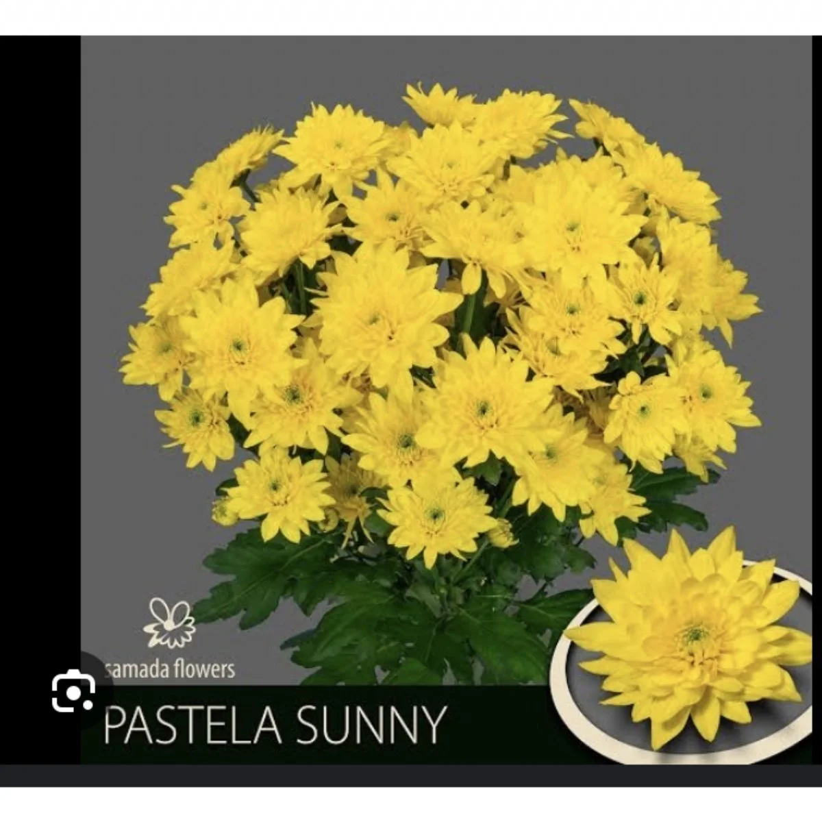 Chr T Pastela Sunny