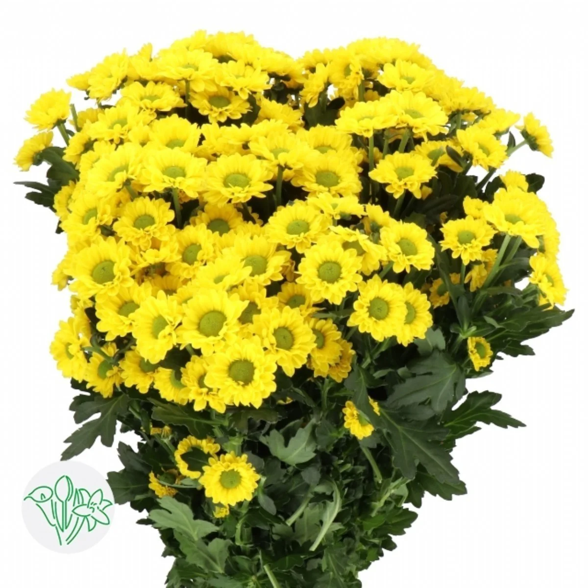Chrysanthemum S Dinky