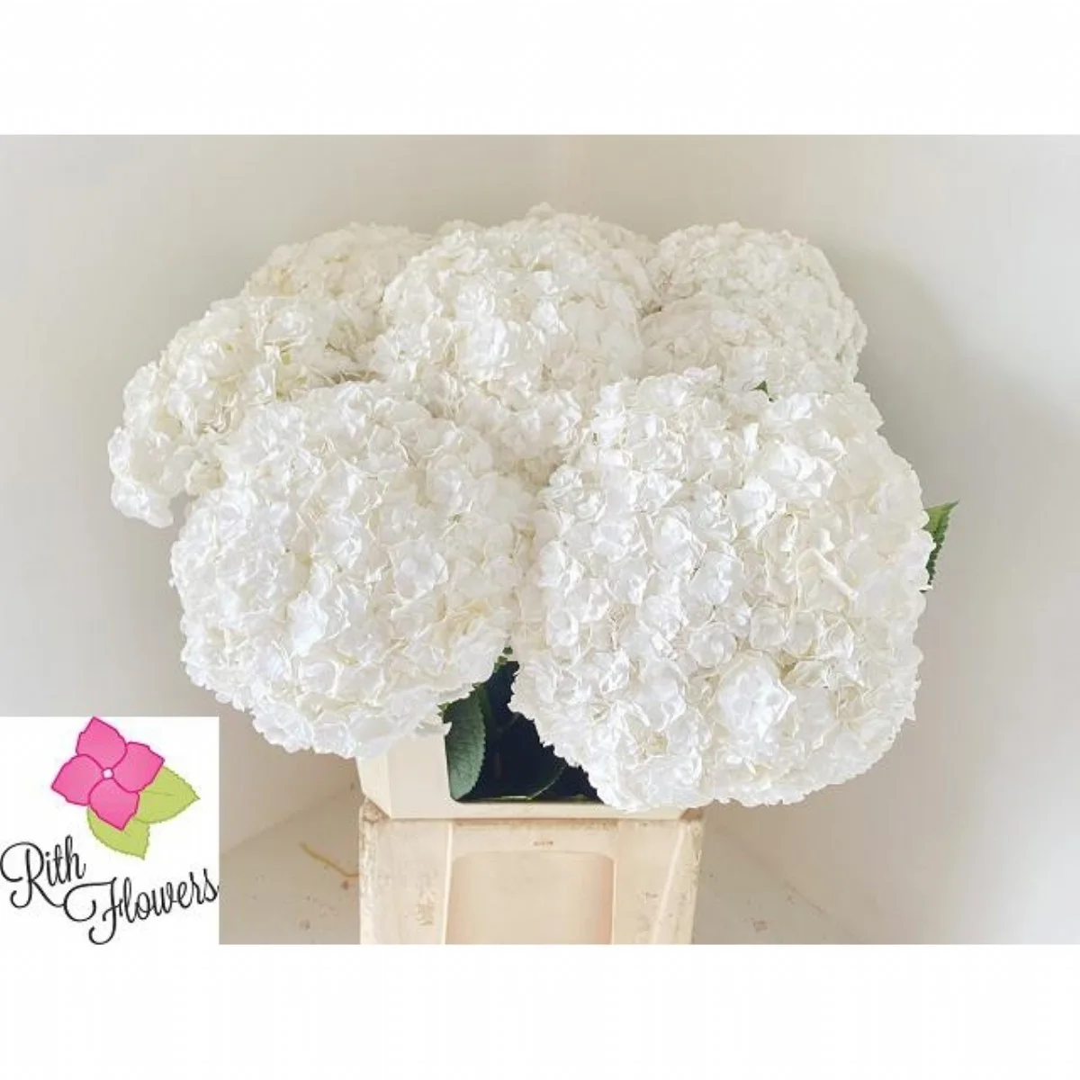 HYDRANGEA M ROYAL HIGHNES