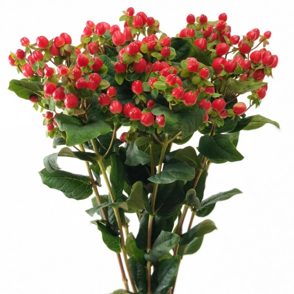 Hypericum Brisk Campari