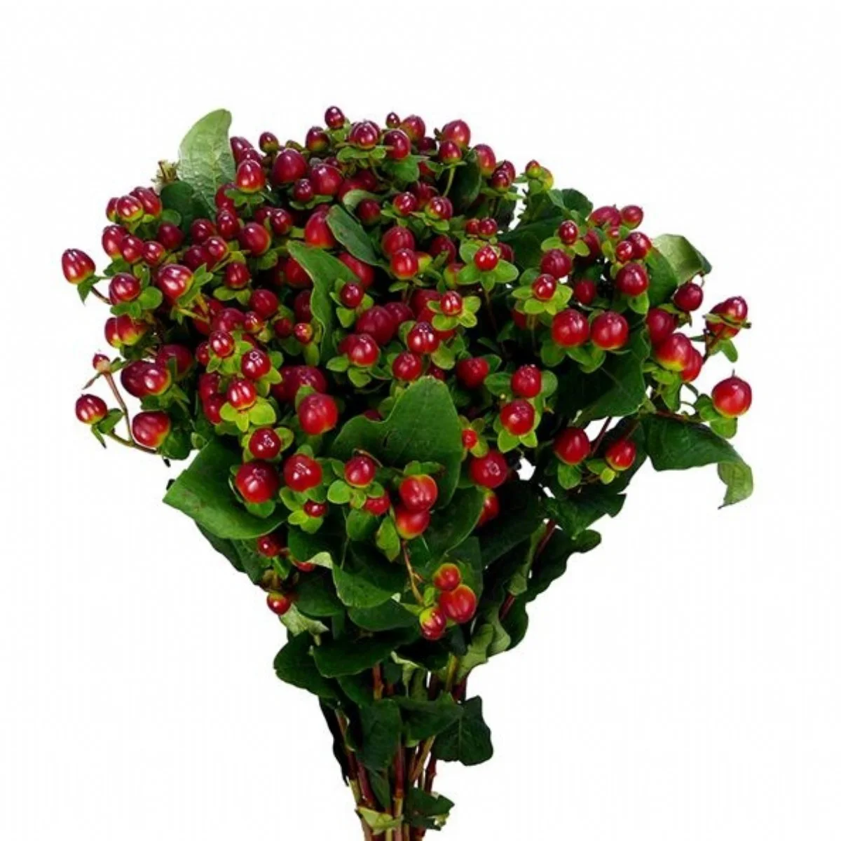 Hypericum Magical Seasons