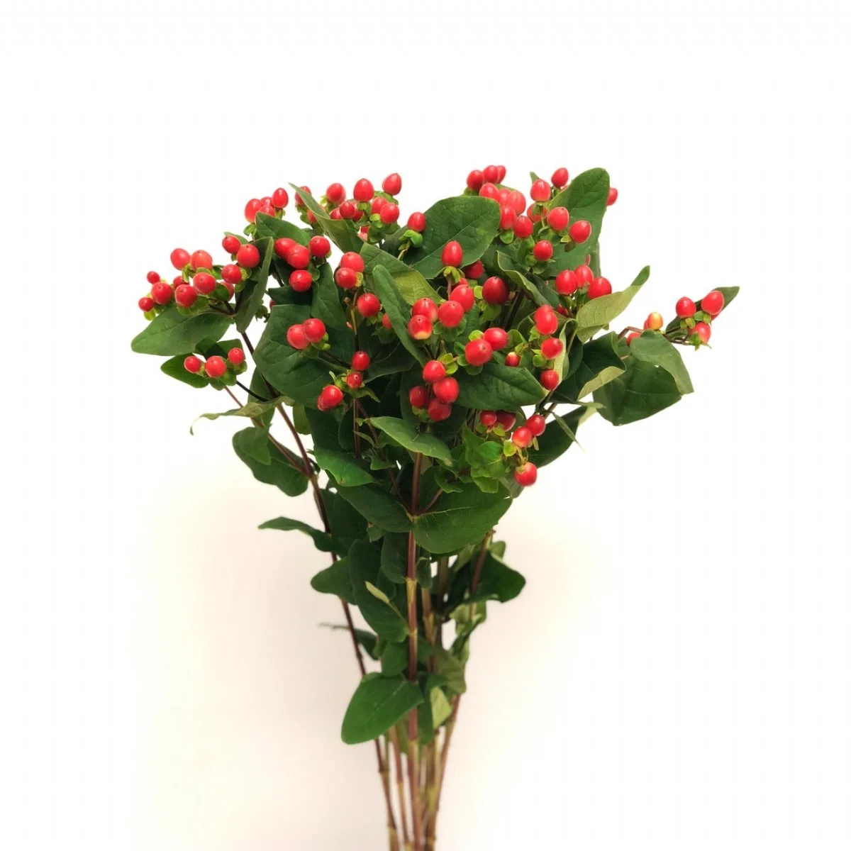 Hypericum Tomato Flair