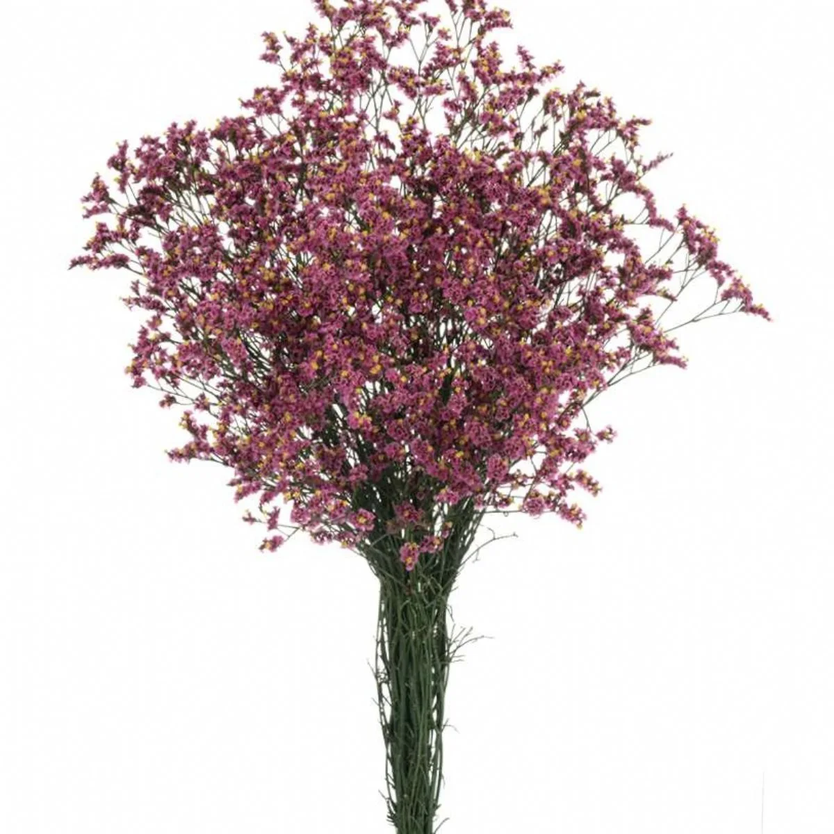 Limonium Sın Anouchka Dia