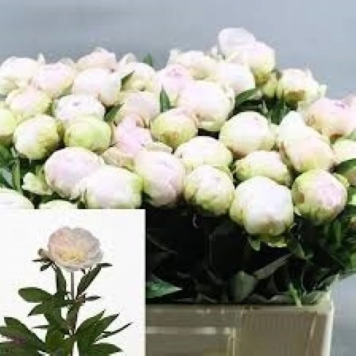 Paeo L Flor Nıcholls
