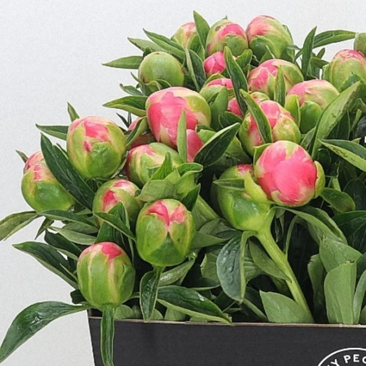Paeonia L Edul Superba