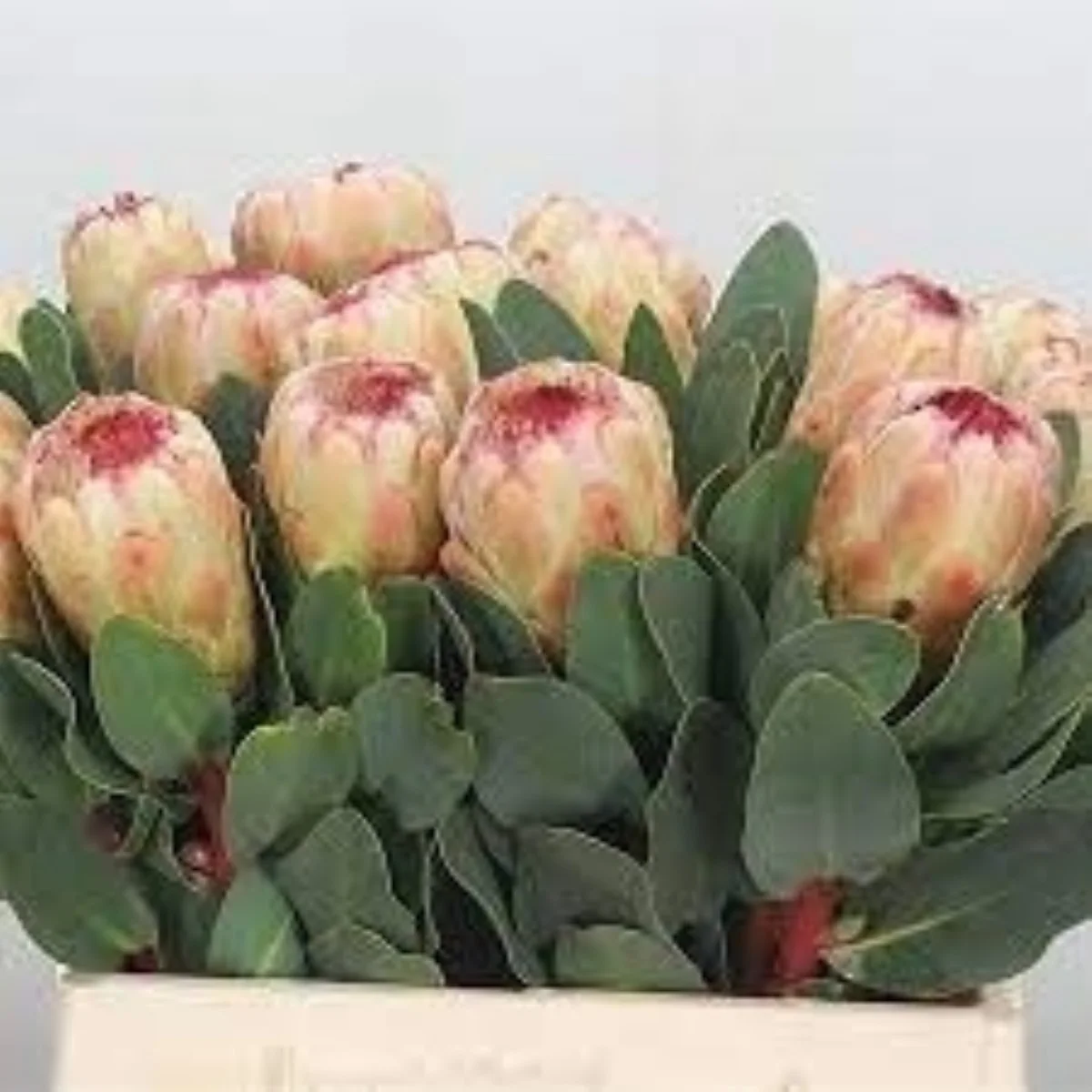 Protea Grandıcolor