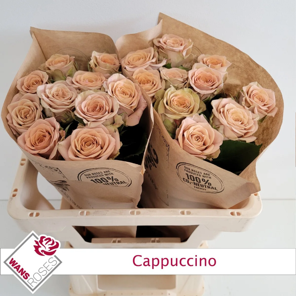 R Gr Cappuccino