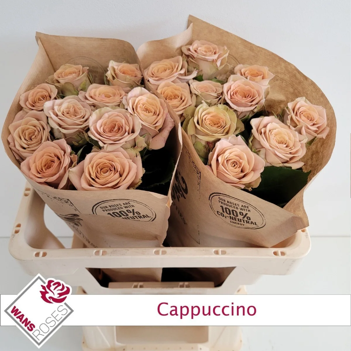 R Gr Cappuccıno