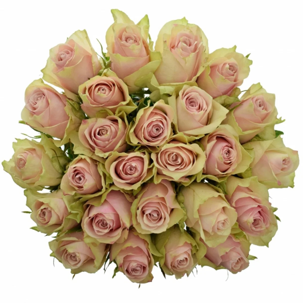 R Gr Pink Athena