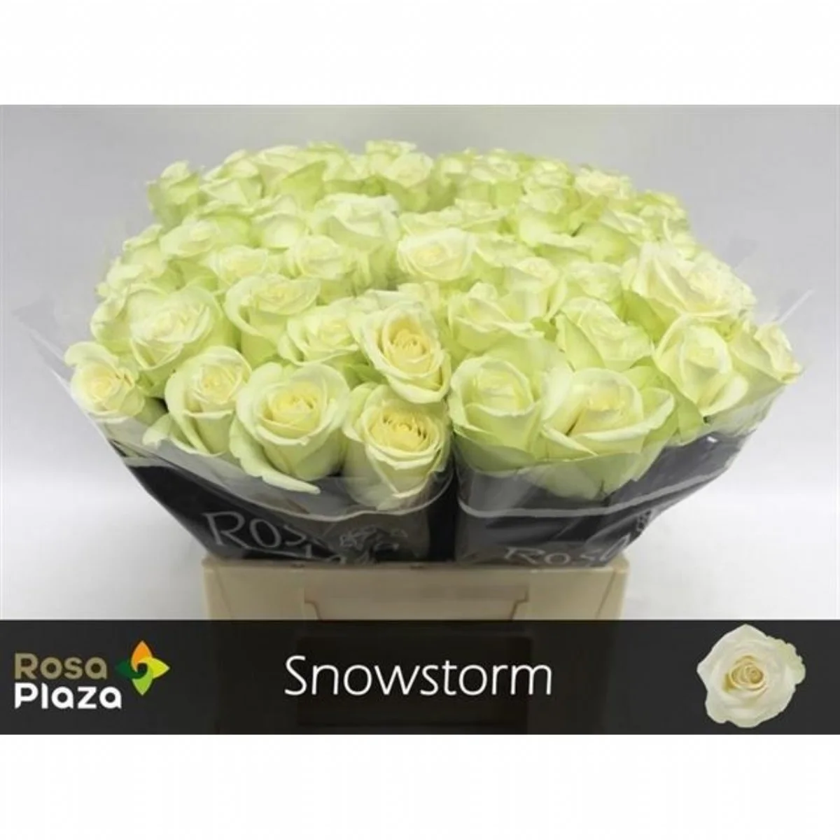 R Gr Snowstorm+