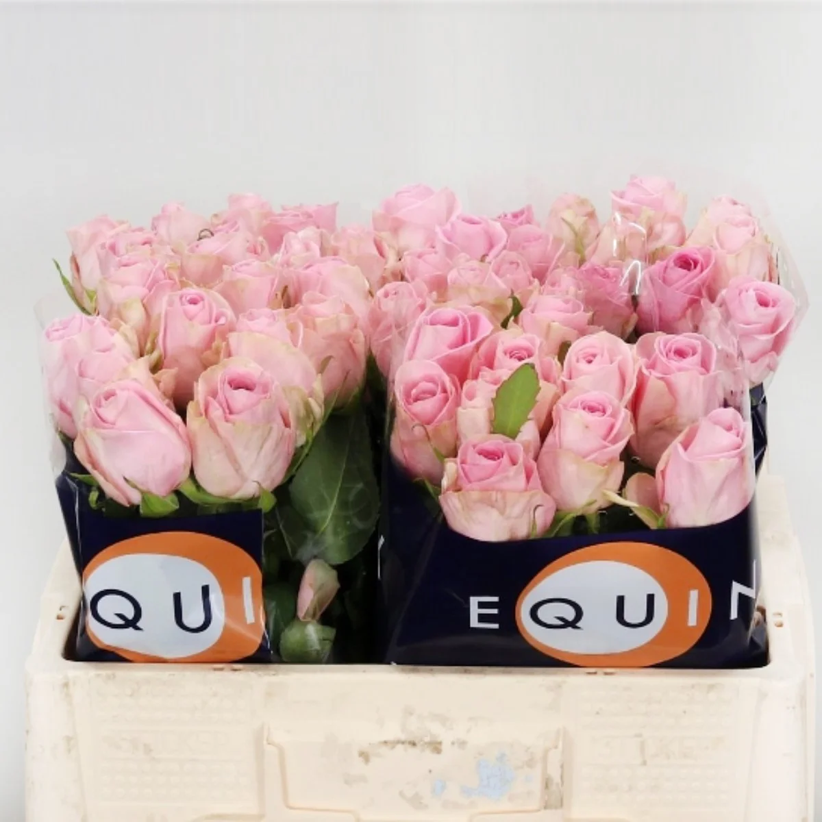 ROSA GR HEIDI (Pembe Gül)