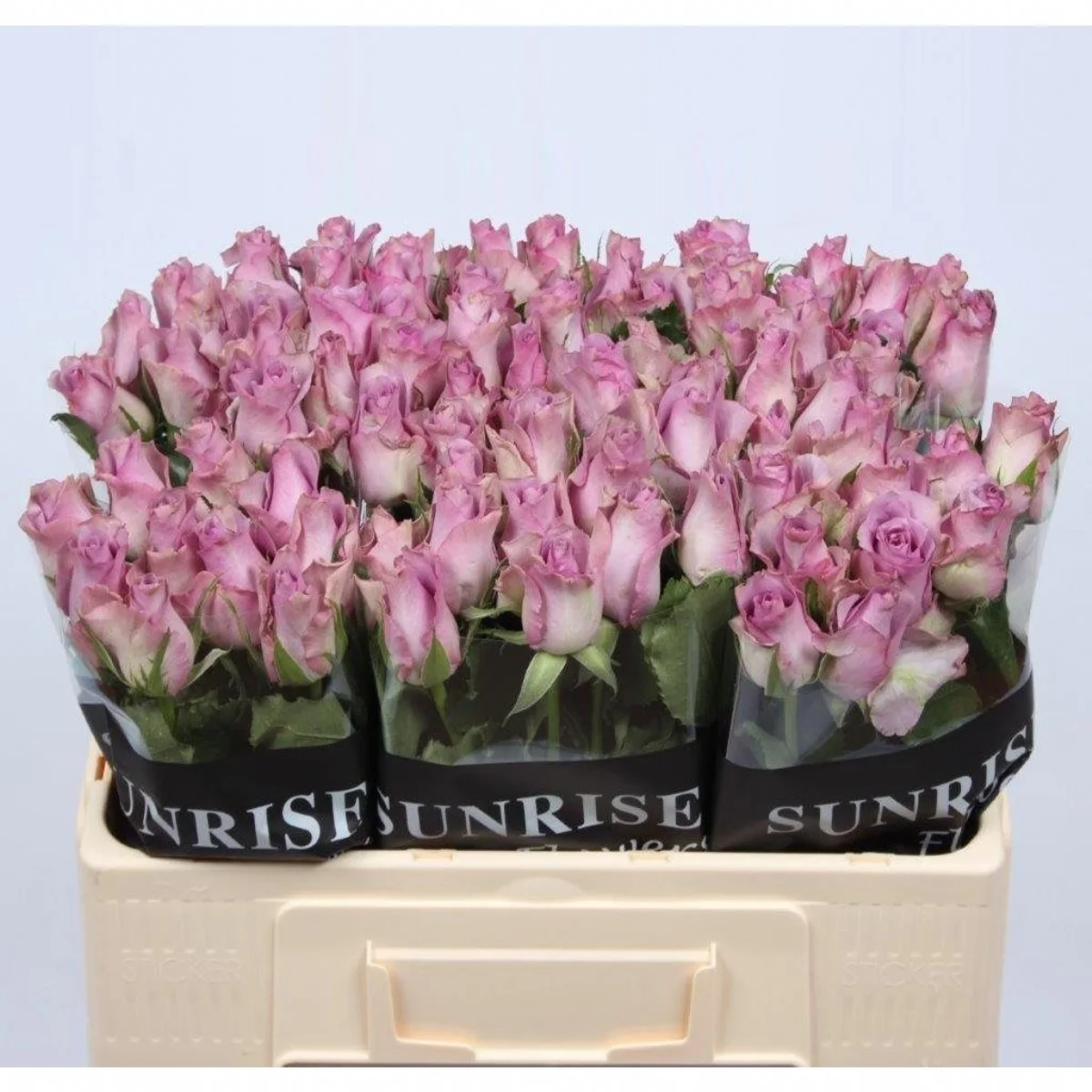Rosa GR Nightingale Lila Renk Gül