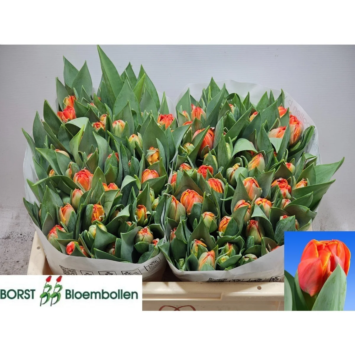 Tu Du Queensday