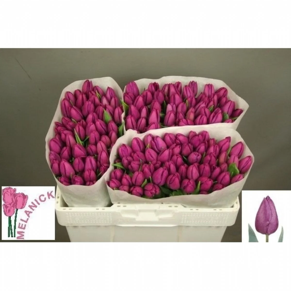 Tulipa en Purple Prince