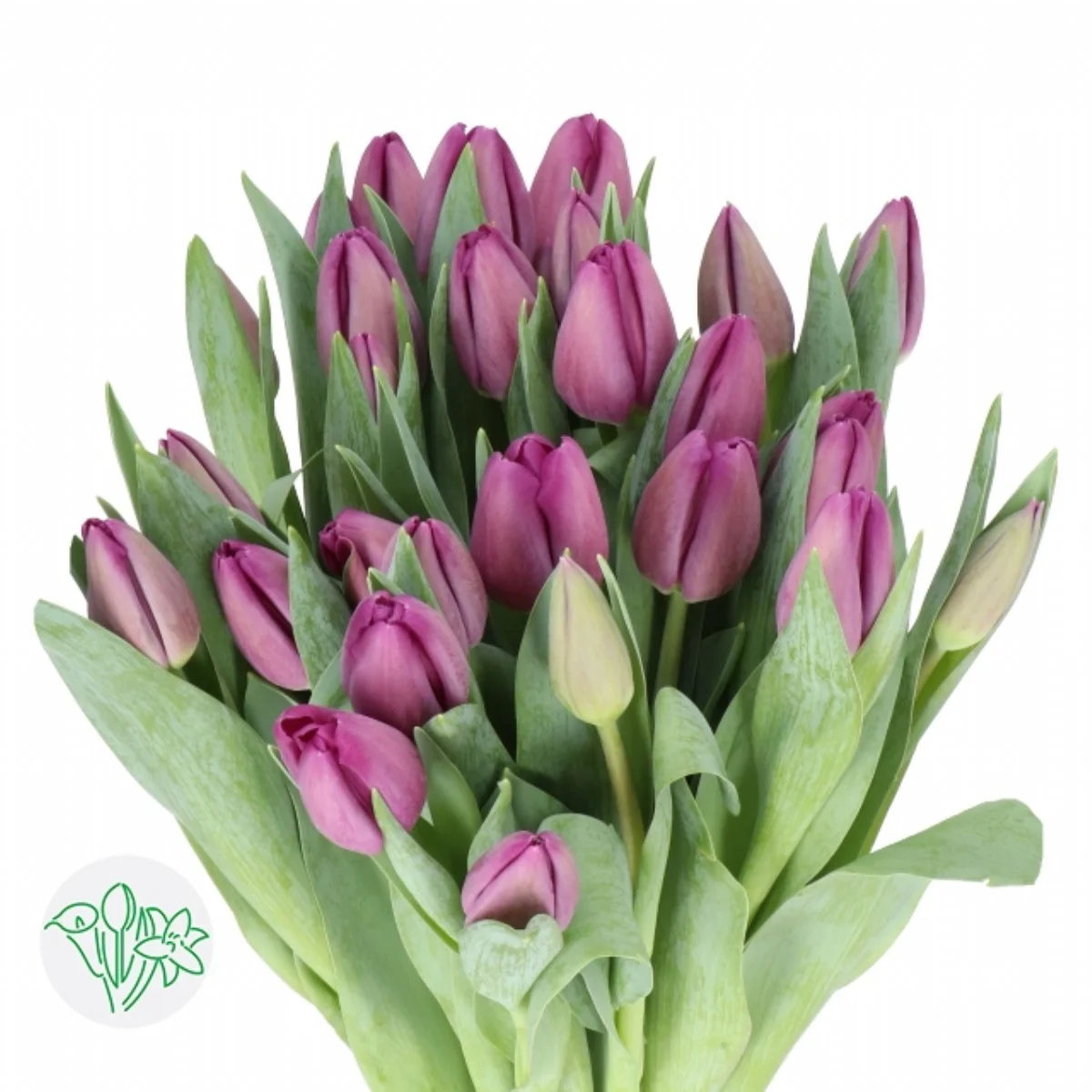 Tulipa en Spinoza