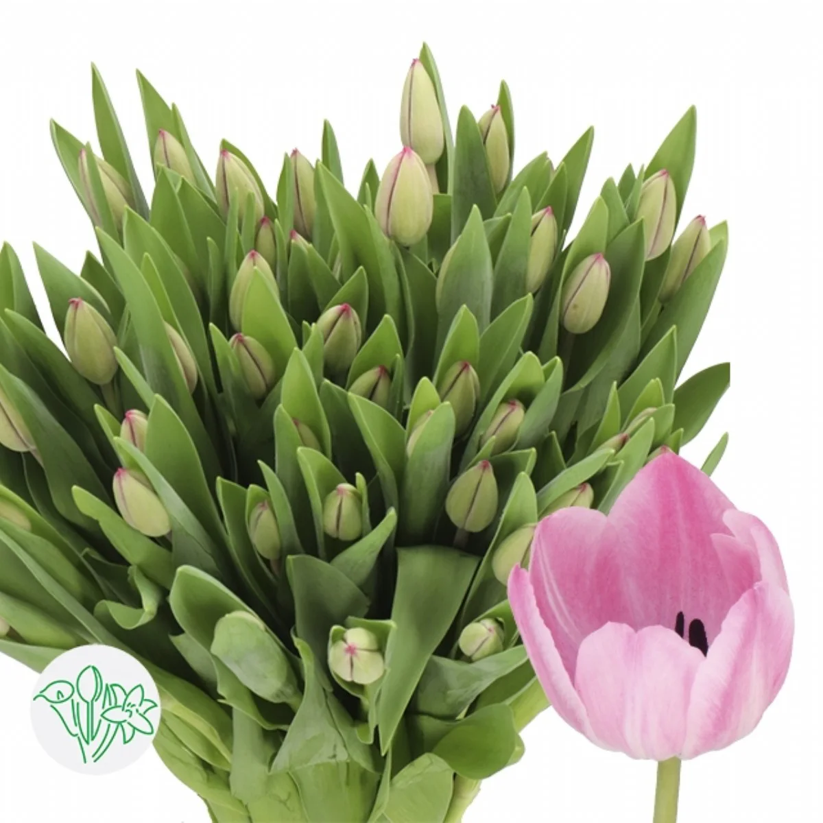 Tulipa en Tıneke Vd Meer