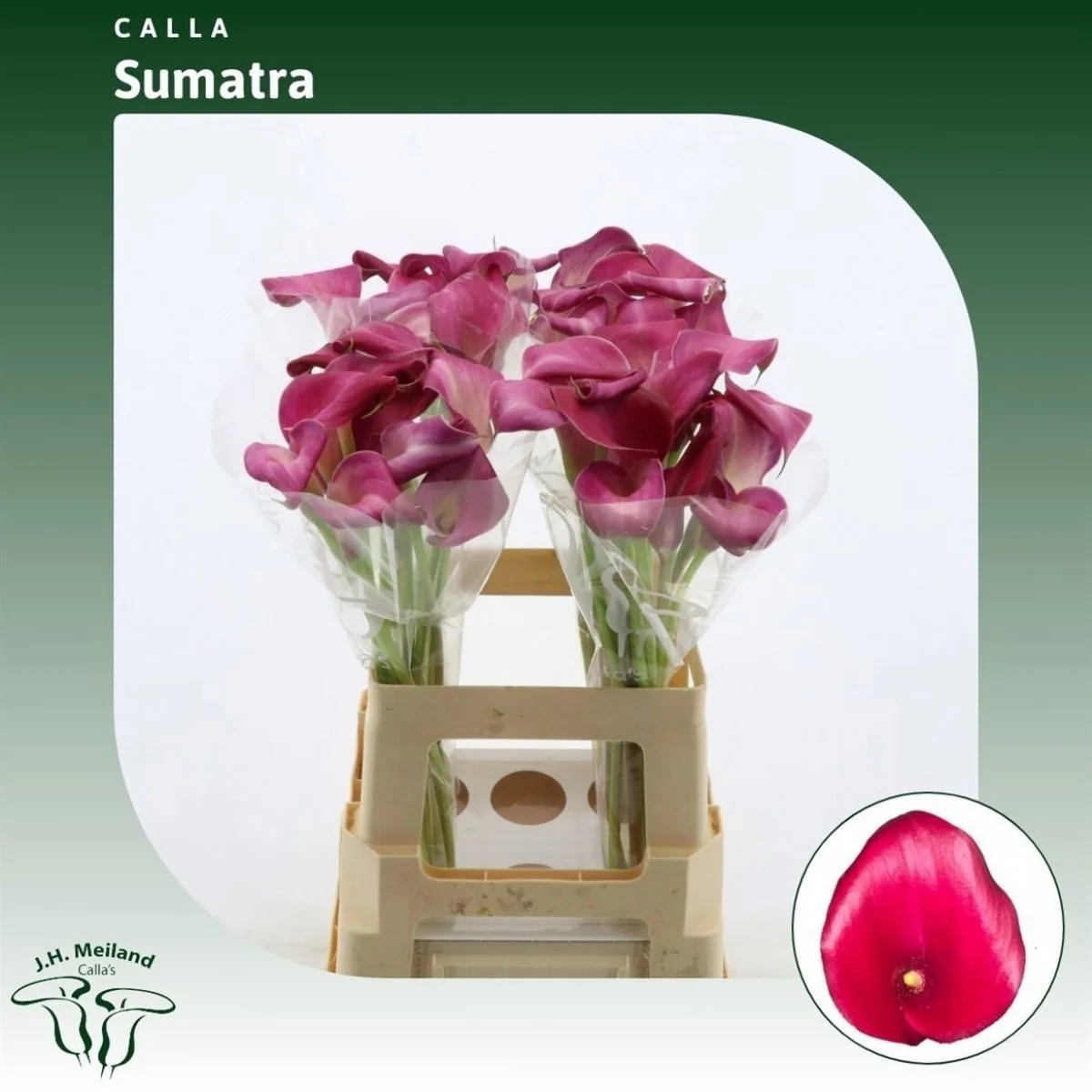 Zant Sumatra