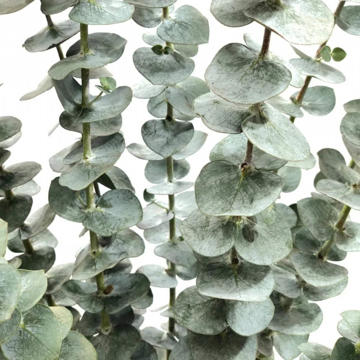 Okaliptus