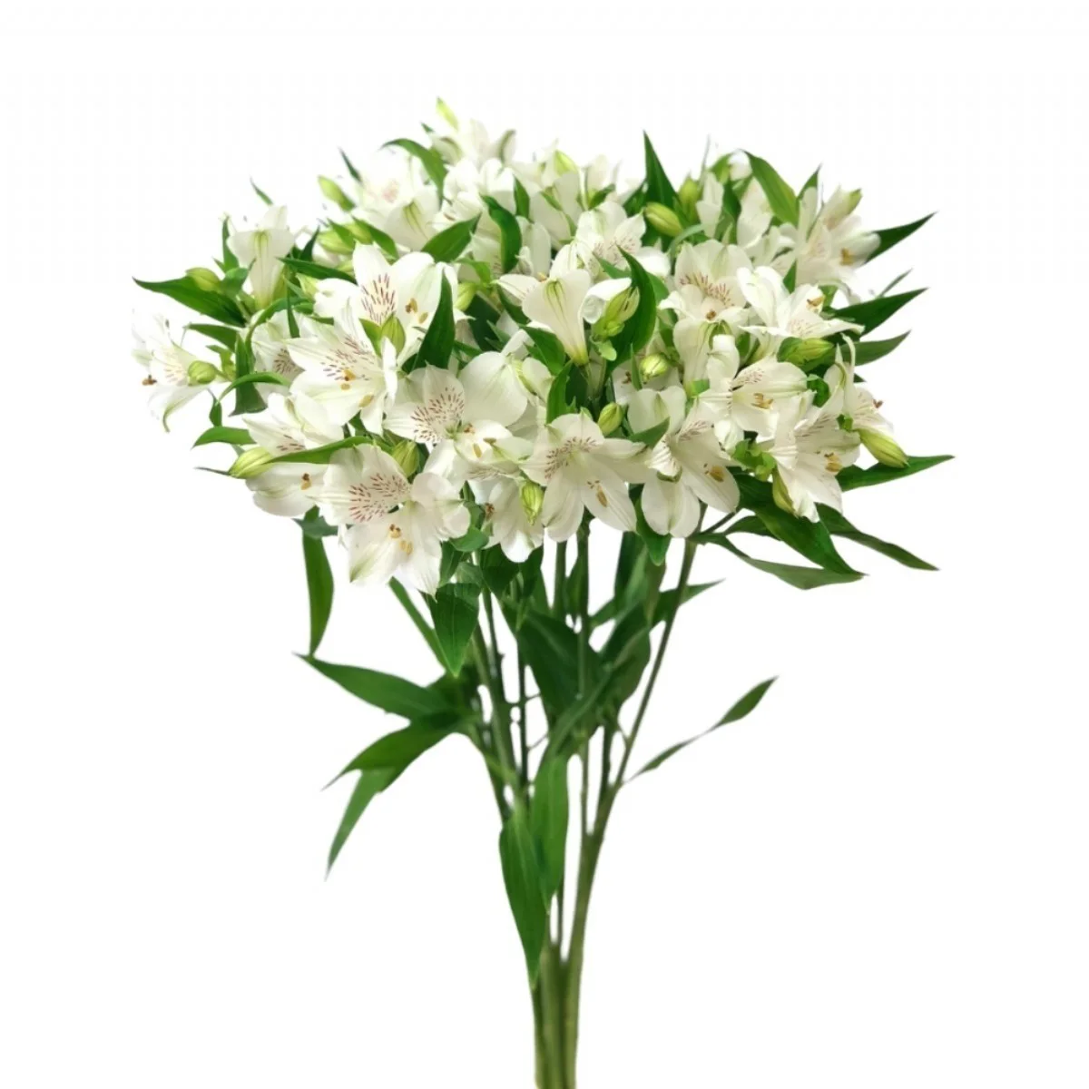 Alstroemeria - BEYAZ